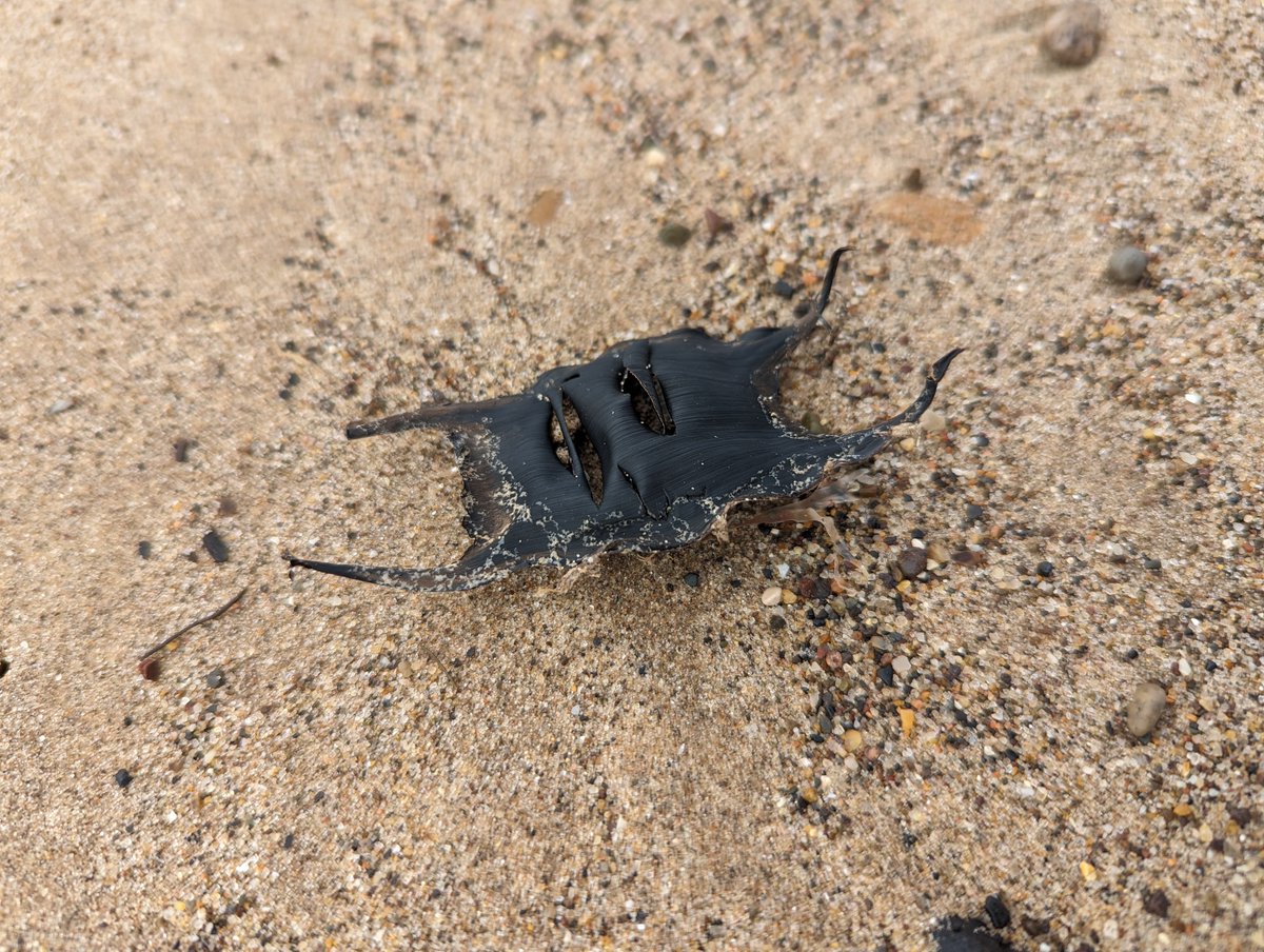 Strolls on Spurn beach often reveal shark egg cases, aka mermaid’s purses🦈Did you know there are 40+ species of shark & ray in UK waters? YWT guides run survey events, helping @SharkTrustUK build a picture of activity in Yorkshire waters, come & join! 👇 ywt.org.uk/events/2023-08…