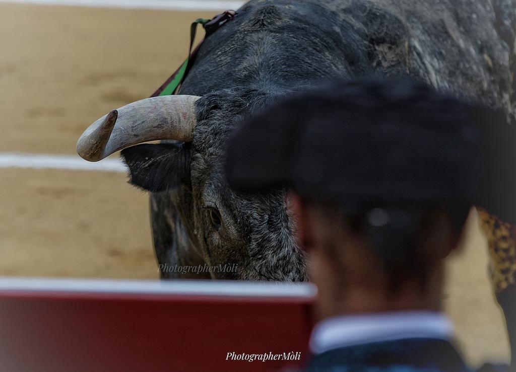 23Moli's tweet photo. Buenos días con la tensa mirada de la Miurada..
#Miuras #feriajuliovalencia https://t.co/D2m8IGJzfa