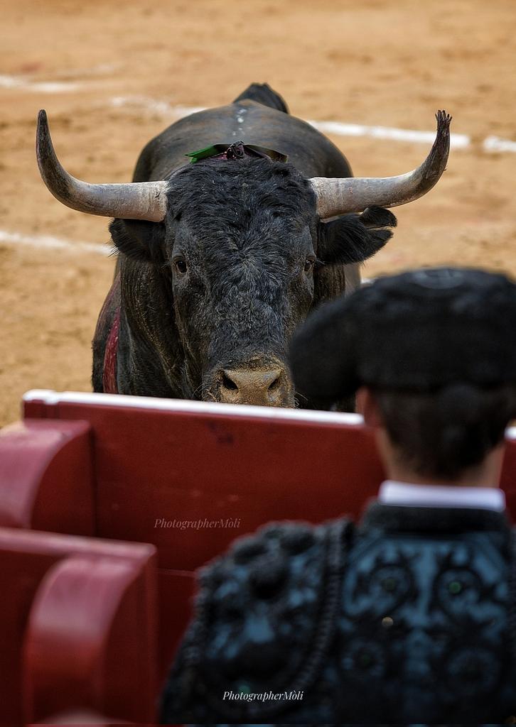 23Moli's tweet photo. Buenos días con la tensa mirada de la Miurada..
#Miuras #feriajuliovalencia https://t.co/D2m8IGJzfa