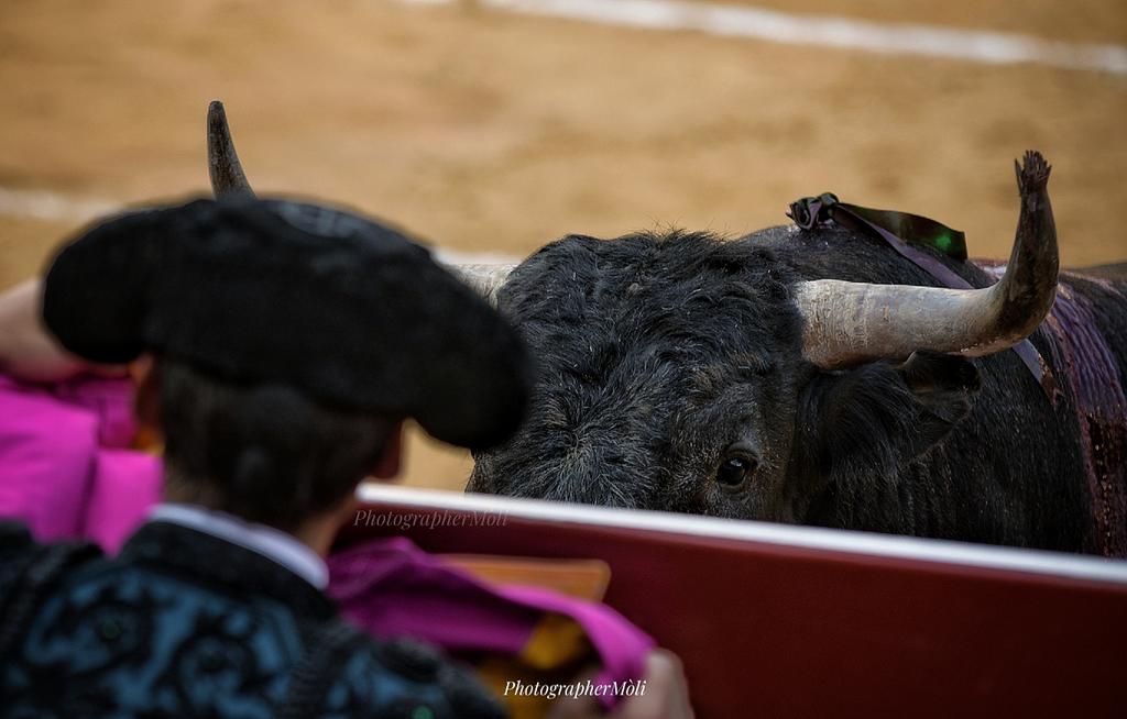 23Moli's tweet photo. Buenos días con la tensa mirada de la Miurada..
#Miuras #feriajuliovalencia https://t.co/D2m8IGJzfa