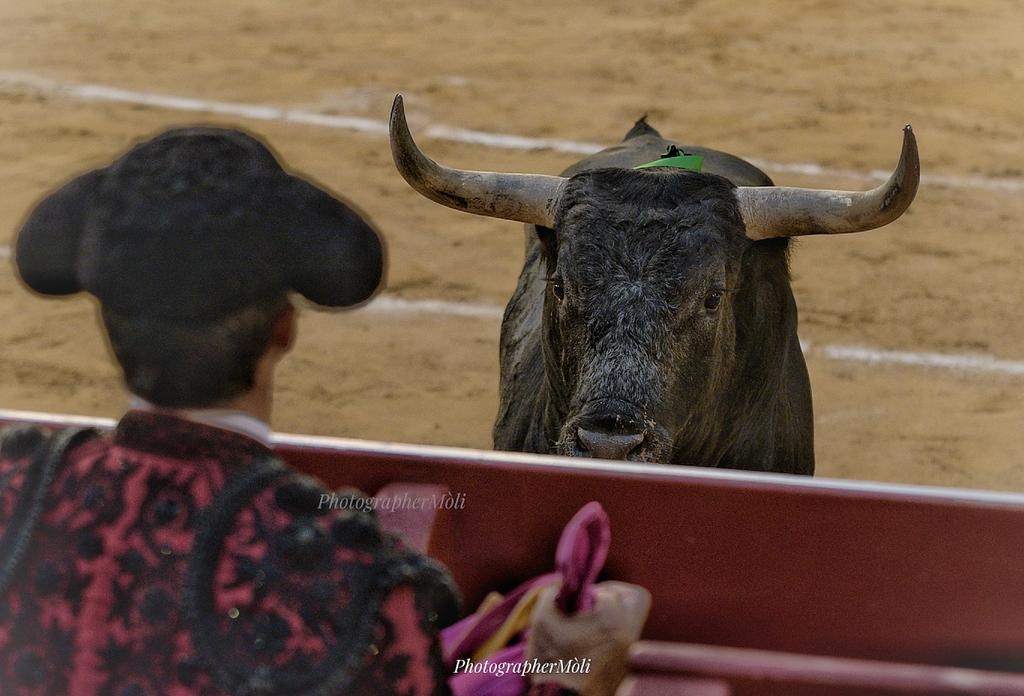 23Moli's tweet photo. Buenos días con la tensa mirada de la Miurada..
#Miuras #feriajuliovalencia https://t.co/D2m8IGJzfa