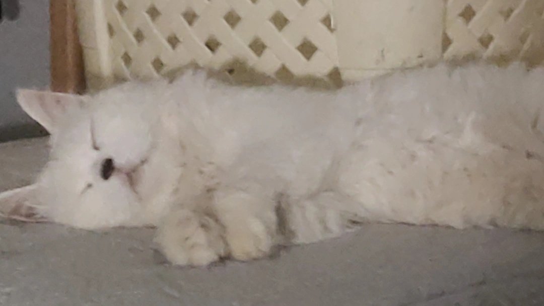 aricalaa's tweet photo. Fotos de la Luna🌙
(efectivamente, mi gata se llama Luna) https://t.co/NKIBBnFd0I