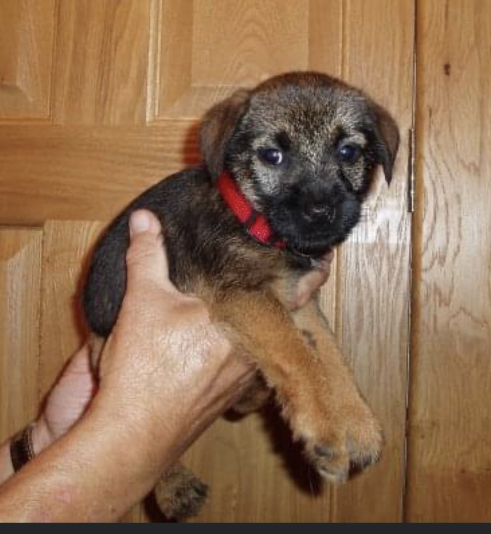 Lord Oscar Blue & Lady Ruby Red, BT Squad tweet media