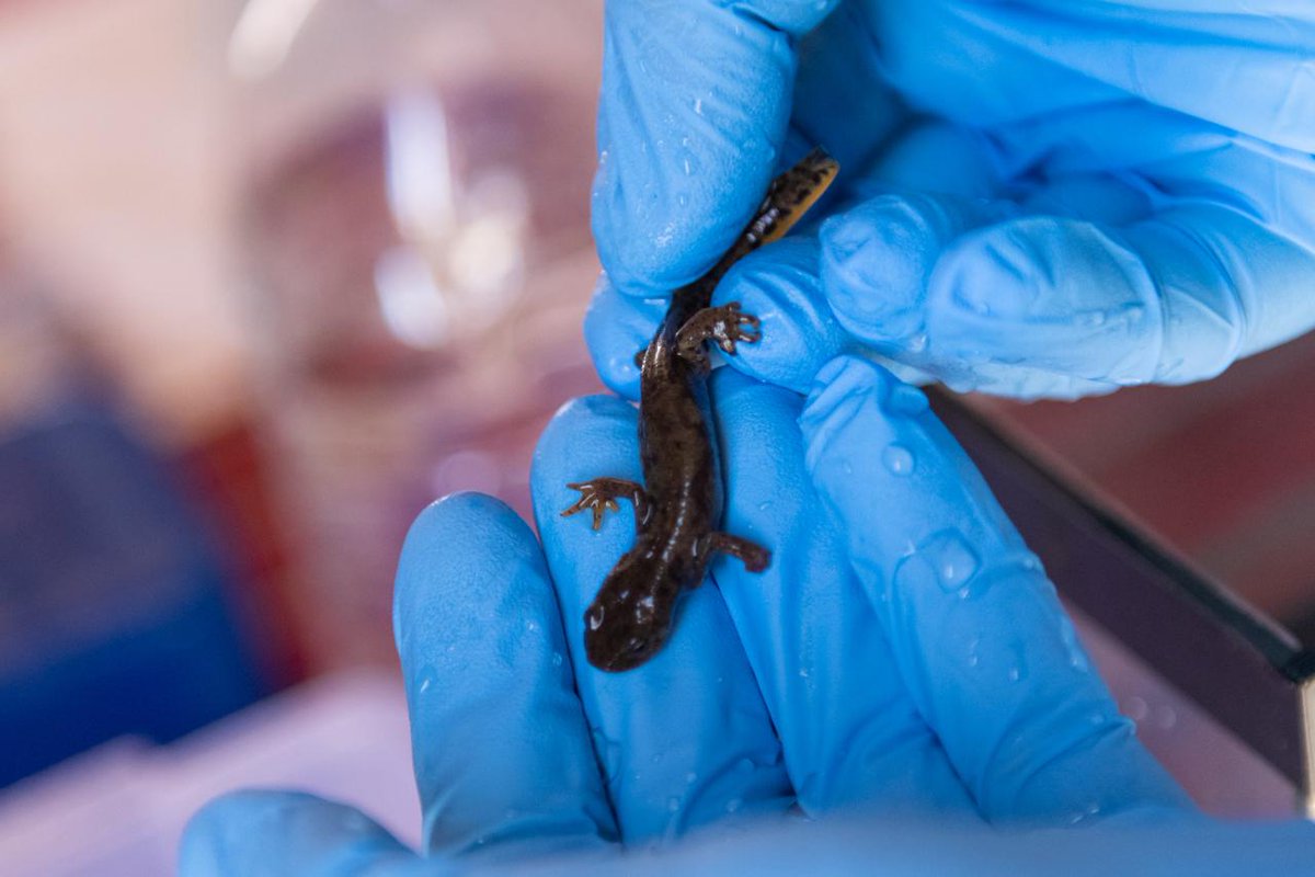 UNDPBiH's tweet photo. Prokoško Lake: A tale of disruption &amp;  hope🙌. 

Urban expansion, water issues &amp; fish stocking threaten the endemic🇧🇦 alpine mountain🦎newt. 

Restoring ⚖️ through 🐟destocking via the #SustainabilityOfProtectedAreas project funded by #GEF. 

Full story 👉https://t.co/YkIV6V5FD8 https://t.co/lpbtBSld0z