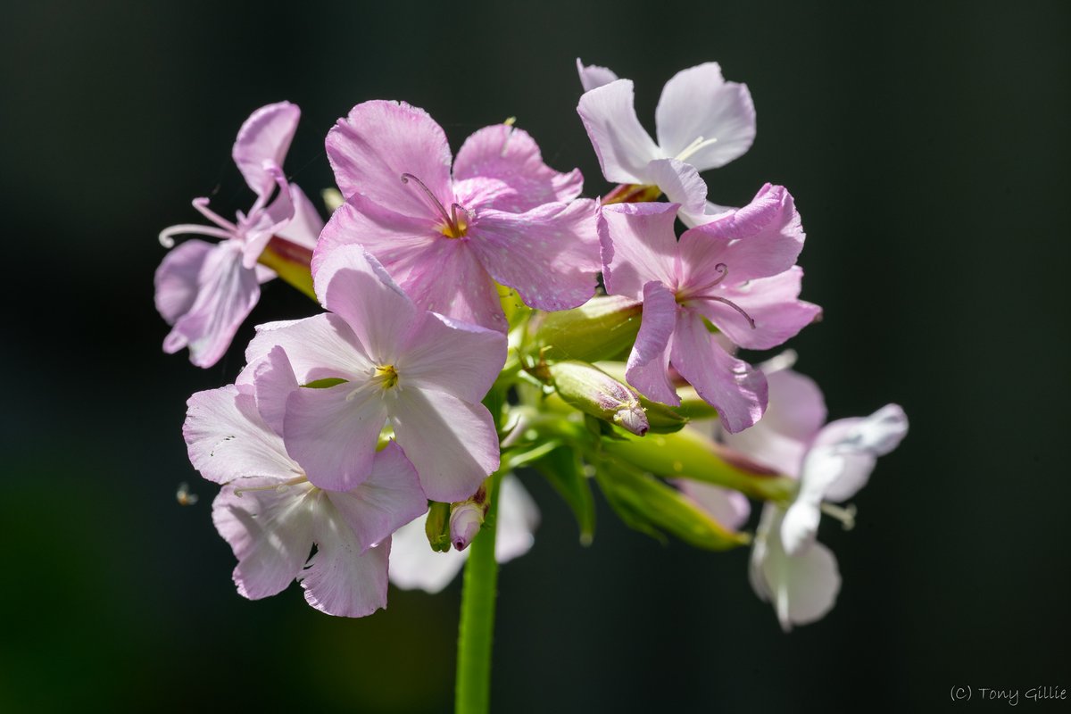 Our Soapwort (Saponaria officinalis) is now in flower. The leaves contain saponin, and boiling them produces a lather. A survivor of the times long ago when washerwomen lived in the cottages here, and used the plant as an alternative to soap... #LocalHistory #OX3 #Botany
