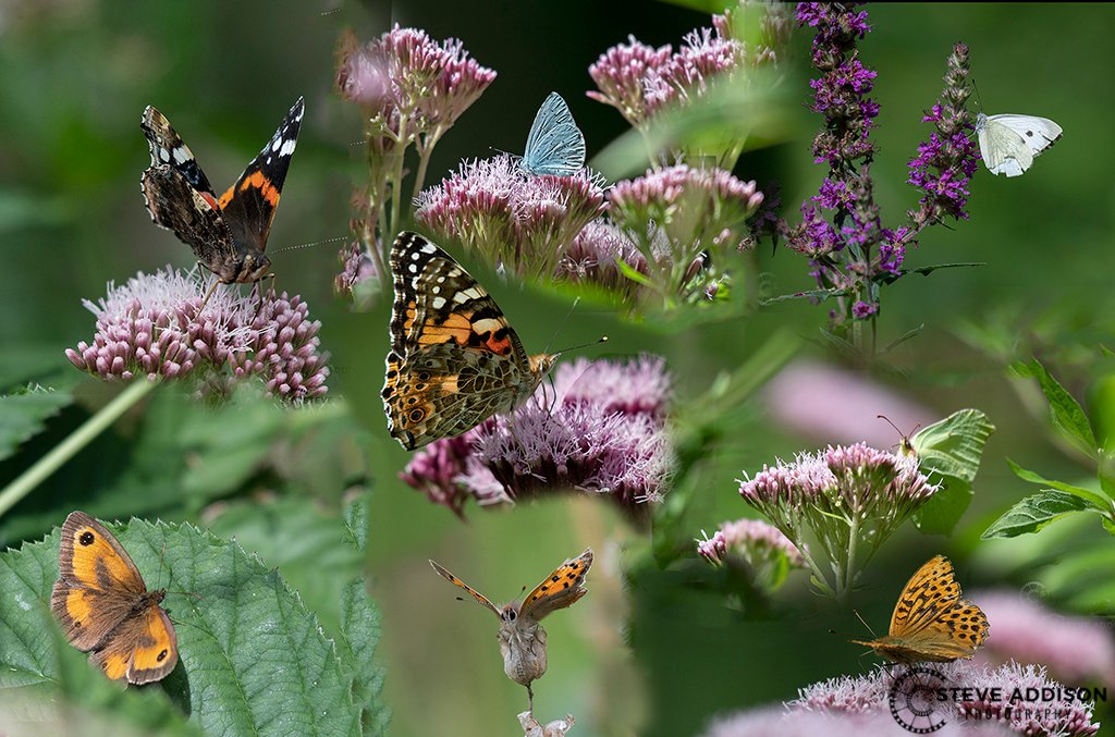 Butterfly's from a walk on Sunday in Lincolnshire.

<a href="/nikon/">Nikon USA</a> <a href="/UKNikon/">Nikon UK & Ireland</a> 
@NikonD500 @Nikon200500

<a href="/Lincolnshire/">Lincolnshire</a>wildlife <a href="/lincoln/">Abraham</a> @Lincolnshire 
@natureresurve <a href="/lincolnshire/">Lincolnshire</a> <a href="/PhotoofTheDay/">Photos of the Days</a> 
<a href="/Butterflys/">Jennifer Hillier</a>