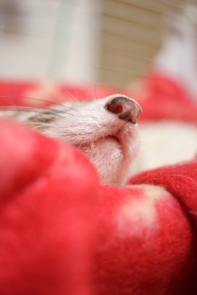 ferrets_cat's tweet photo. @hhhimesssan キバちらです✨ʕ❛ᴥ❛ʔ✨ https://t.co/BkdglcgKQV
