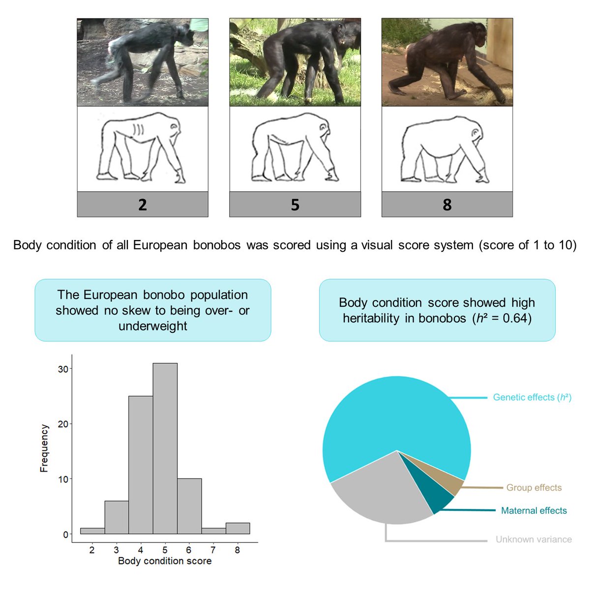 You are what you eat! Right?  

We know that diet influences your relative fat mass, but still, people can have a genetic predisposition to be over- or underweight. And in bonobos, this is also the case!

Check out the study here and in the 🧵below: 
doi.org/10.1002/ajp.23…
(1/4)