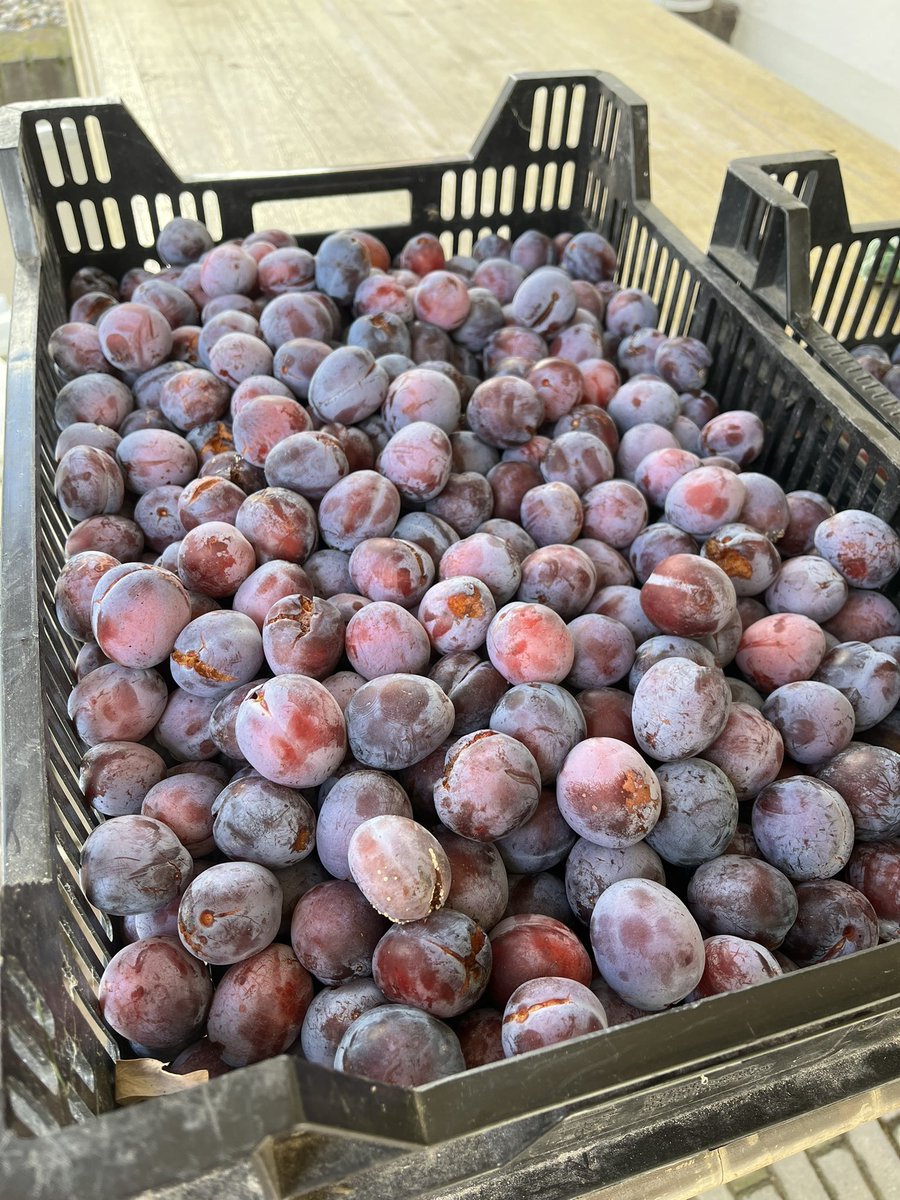 duistervoorde's tweet photo. Wil je jam of chutney maken? Haal vandaag gratis een paar kilo pruimen bij ons. #gratis #pruimen #twello https://t.co/zyfTMwSkIM
