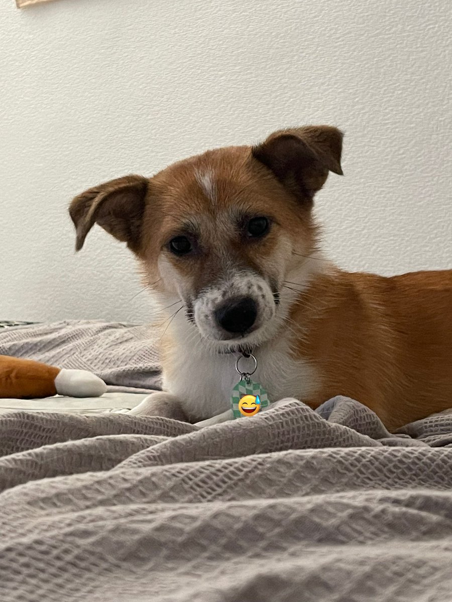 오늘 무슨일이 있을지도 모르고 언니한테 썩소 날린다..
곰지 오늘 목욕해여..!! 꺄아아아악!