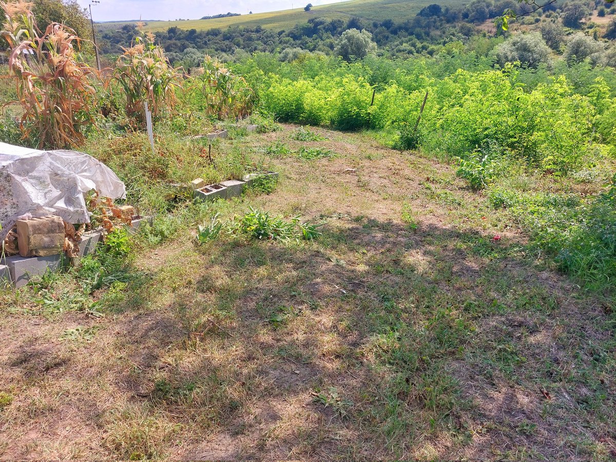 That is the growing paddock mowed. I have to strim certain areas, but I'm not sure my back is ready for that yet. A break in the shade with a cool drink. Then I need to add more earth to the potato sacks. I have at least 3 butternut squash. Pumpkins have flowers.