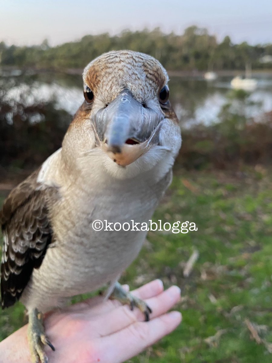 StMaryMacKiller's tweet photo. Whatever you are worrying about…?
Stop.
It will be ok.
*Be the Zenburra.
#kookalife #EggBurra #KookaZen https://t.co/RE2tErKJnV