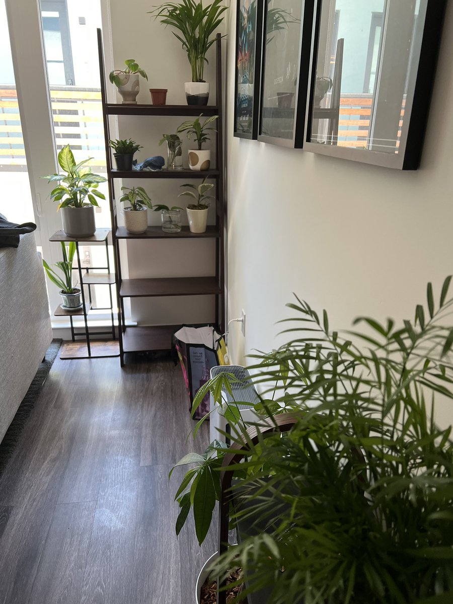 Life Update: I moved out and now own too many plants. Here’s to being a plant dad!