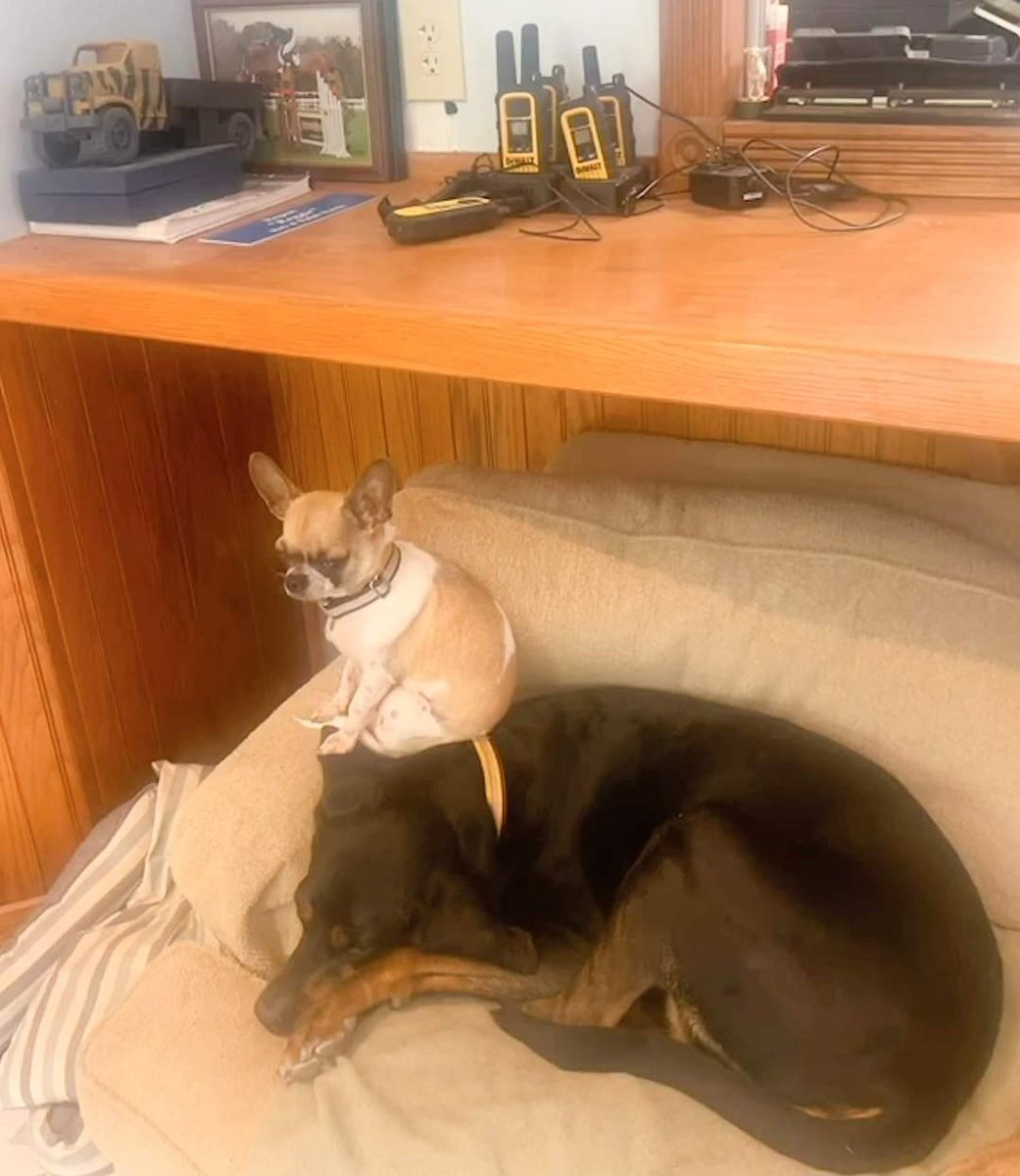 DannyRonsRescue's tweet photo. Pupdate Time!  Only one month in her new home and feisty little POUNDCAKE has already established her place in the pack. Looks like canine sister Charley doesn't mind too much!  

#adoptlove
#ALifetimePromise https://t.co/my3qb3qUJW