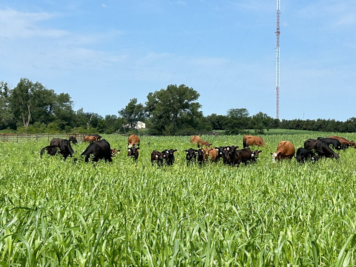 CattleNerd's tweet image. I have been having so much fun grazing this summer, I figured I would invite everyone to the party! See sudangrass and sunnhemp in action. Join me for a pasture walk on Aug. 23rd @NebENREEC at 9 am. @UNLBeef events.unl.edu/beef/2023/08/2…