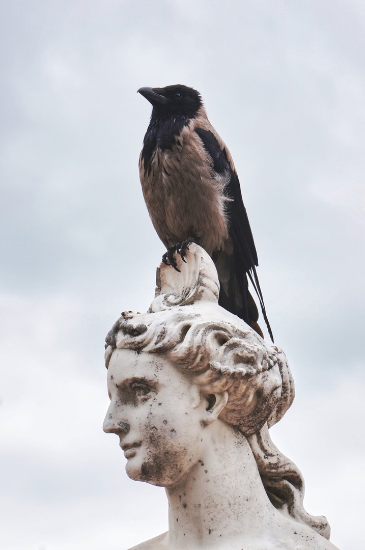 Тварь я пернатая или памятника достойна? Гордая ворона на одной из статуй Екатерининского дворца в Санкт-Петербурге.

📷 Андрей Фёдоров: rtraveler.ru/community/user…