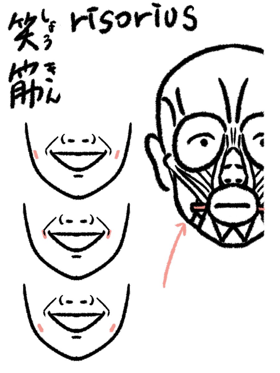 笑筋。risoriusは「笑う」「滑稽な」という意味。口角の横にエクボを作り、位置には個人差がある。