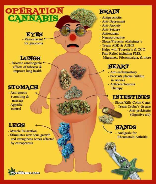 Elle_Humphries's tweet photo. 💚✊️
#CannabisHealth
#EducateToMedicate
#LegislateToMedicate https://t.co/AMMHVKjqoL