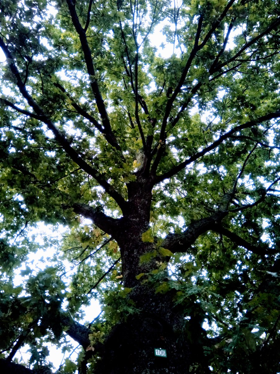 Die Stille der Eiche.