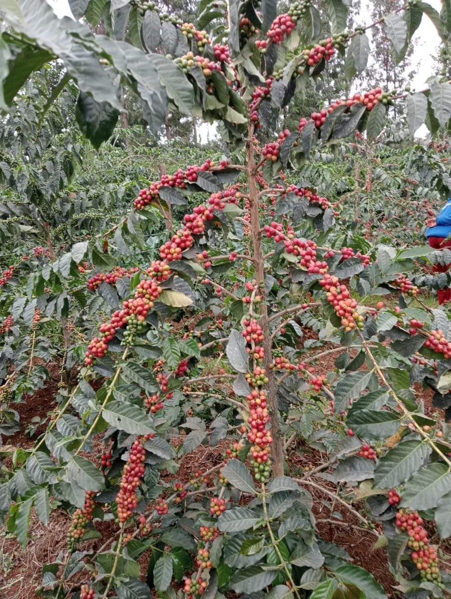jkwasikye's tweet photo. If they ever ask you for the colour of money,show them this picture!

#coffee 
#CoffeeTime
#BugisuArabica
Give us a call for all your coffee needs:
Green coffee beans
Grounded coffee
Roasted coffee beans

We got you covered.
+256772359807
+256702628128
+256392947896 https://t.co/DO8PfHUOZA