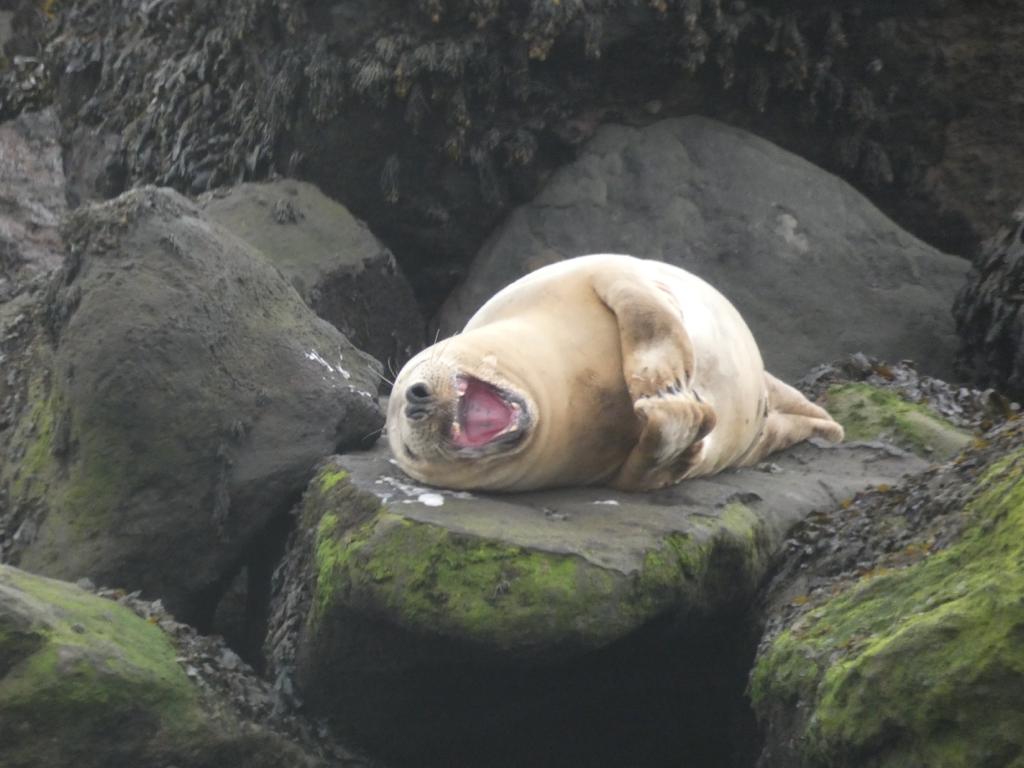 #YorkshireDay and #NationalMarineWeek? A perfect excuse to celebrate some of Yorkshire's wonderful marine wildlife! #happyyorkshireday #YorkshireCoast #Marine #Wildlife