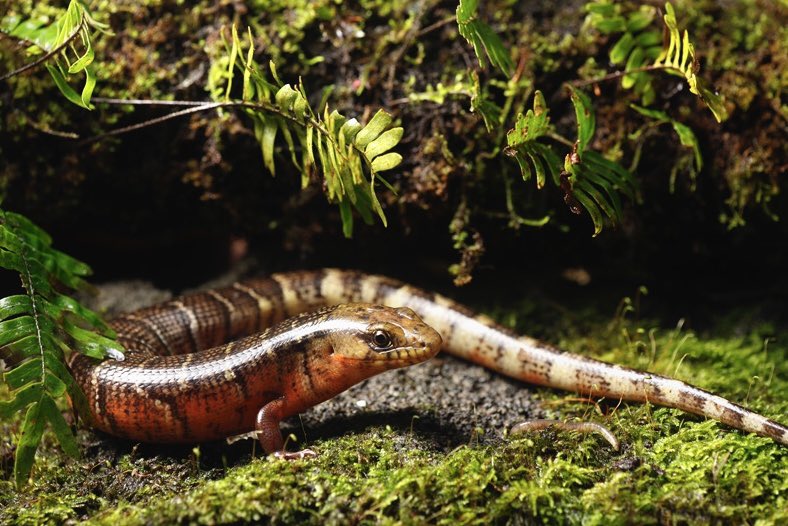 Le Costa Rica abrite plus de 140 espèces de serpents dont la plupart sont inoffensifs 🐍

📷 En avez-vous déjà vu en vrai ? 
Si oui, où ? 
#costaricapuravida #costaricatravel #costaricalife #costaricatraveler #costaricanature #costaricatrip #costaricatourism #costarica #snake
