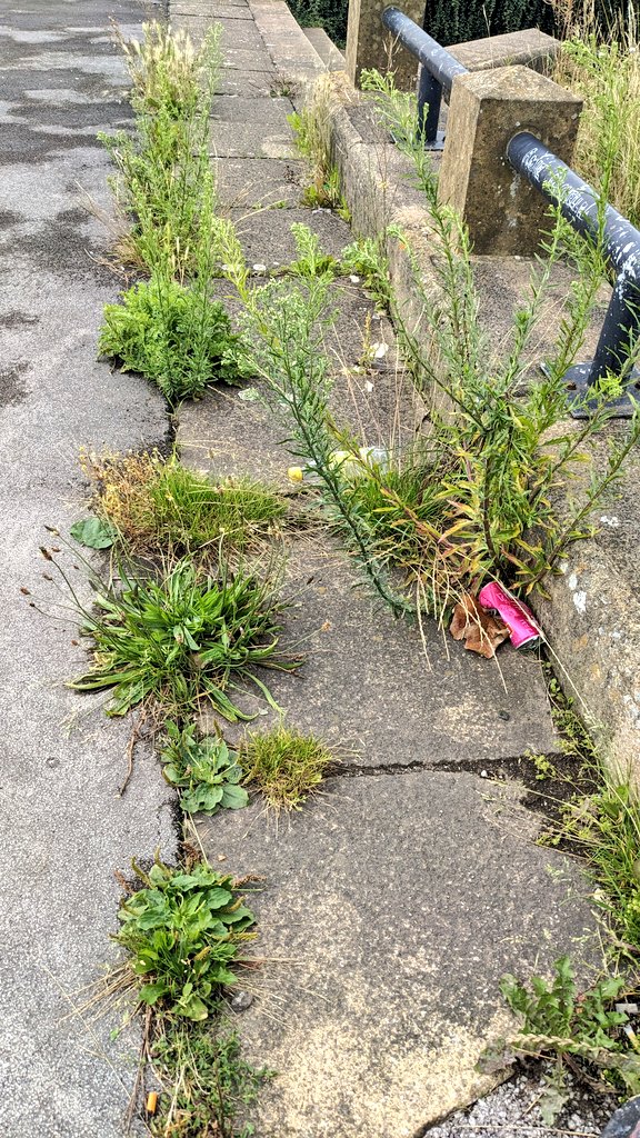 A half truth &amp; a convenient narrative when the other half of the issue is due to budget cuts. It's one thing the grass not being mowed but why are all the weeds not being cleared from the pavements? The city looks scruffy weeds &amp; overgrowth thriving everywhere #greenwashing