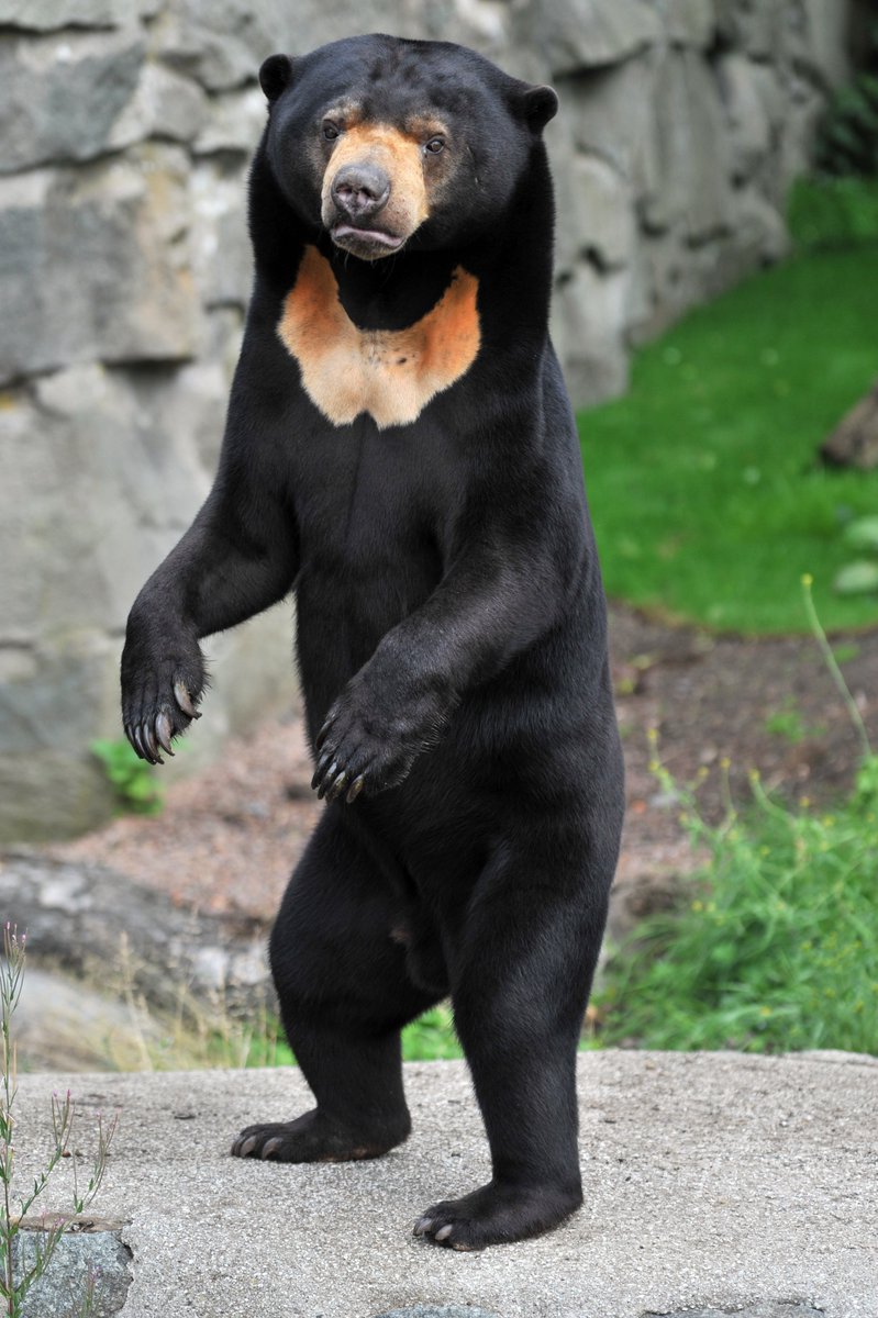 We can confirm that Rotana IS a sun bear... 👀💛