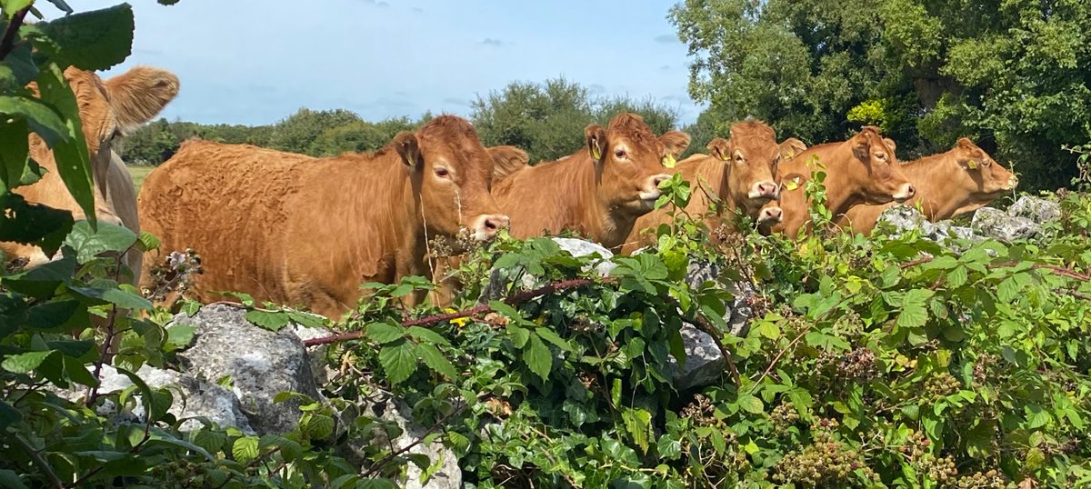 oneille123's tweet photo. @FarmersWeekly Get well soon Harry from myself and the girls. https://t.co/F0imdkE3lI