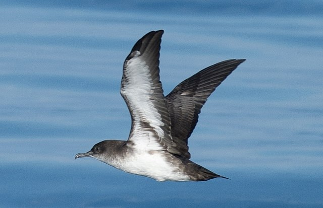 WaterbirdsJourn's tweet photo. Out now in @WaterbirdsJourn:

Stable isotope analysis reveals that male &amp; female Black-vented Shearwaters exploit different trophic levels during post-breeding period to reduce competition https://t.co/zaNfqGWY97 @WaterbirdSociet #ornithology #waterbirds

📸: Madeleine Claire https://t.co/hgFOMcHBS4