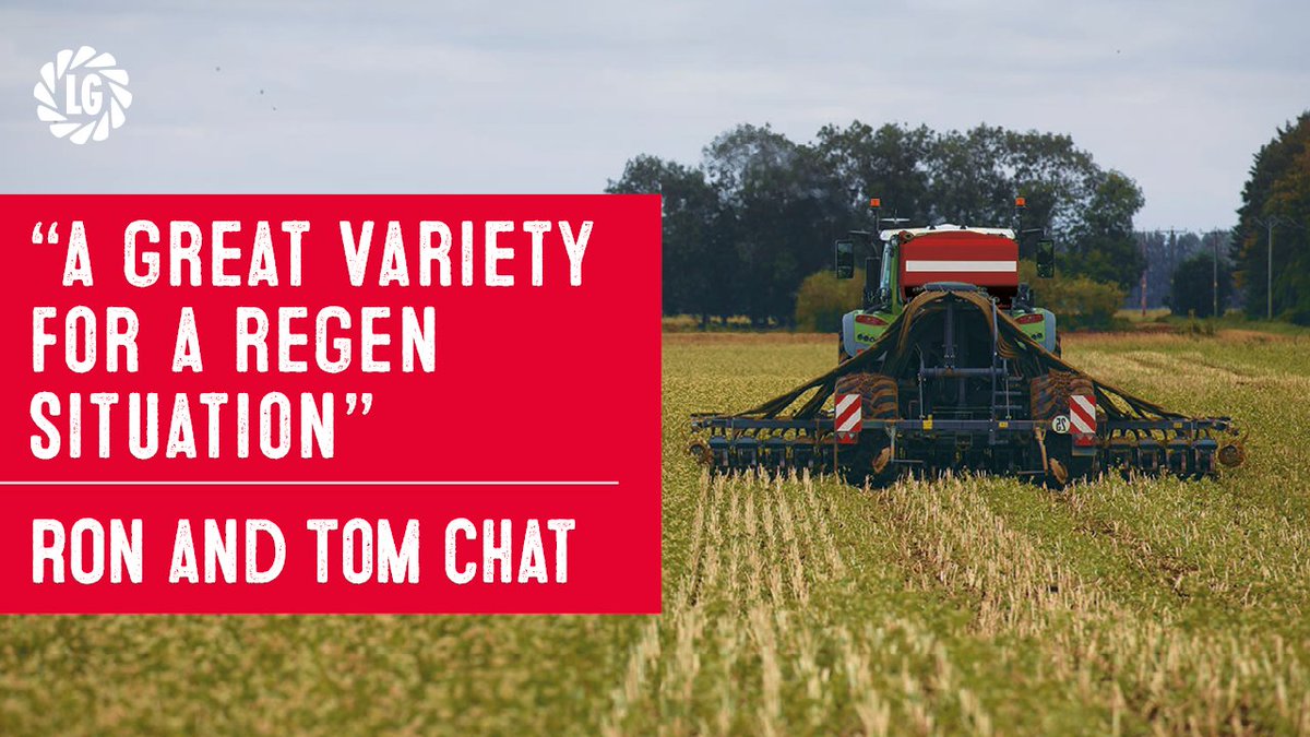 Looking for a robust, high yielding, all-round winter wheat variety that fits well into a re-gen situation? Ron and Tom discuss why LG Typhoon would be a good choice for growers this Autumn 🎬 Watch here 👉 bit.ly/3DmPPPi