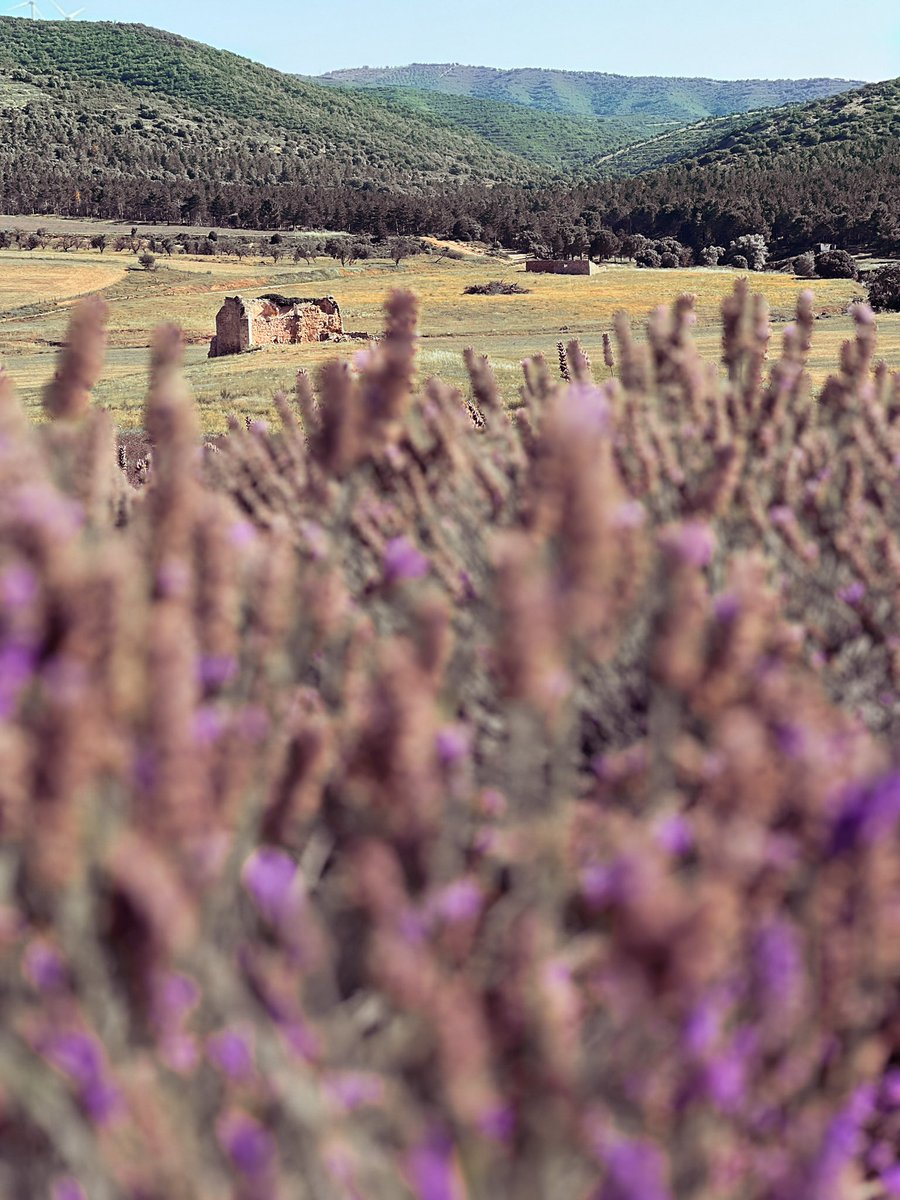 En La Rioja tenemos lugares muy desconocidos. La ermita del rey, de Quel es un ejemplo de ello. Románico rural en un entorno privilegiado y con unas vistas espectaculares desde el campo experimental de lavanda 💜