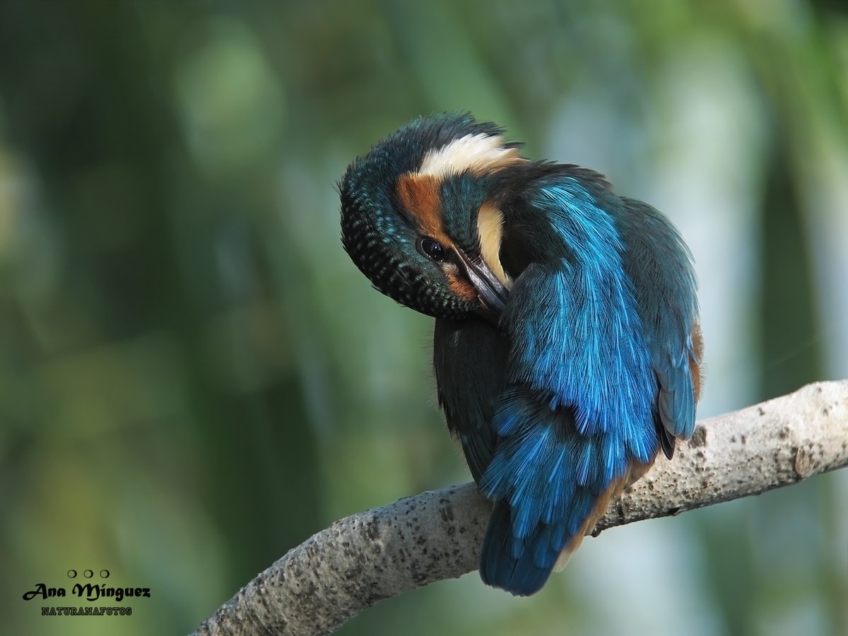 Martín pescador!!!...