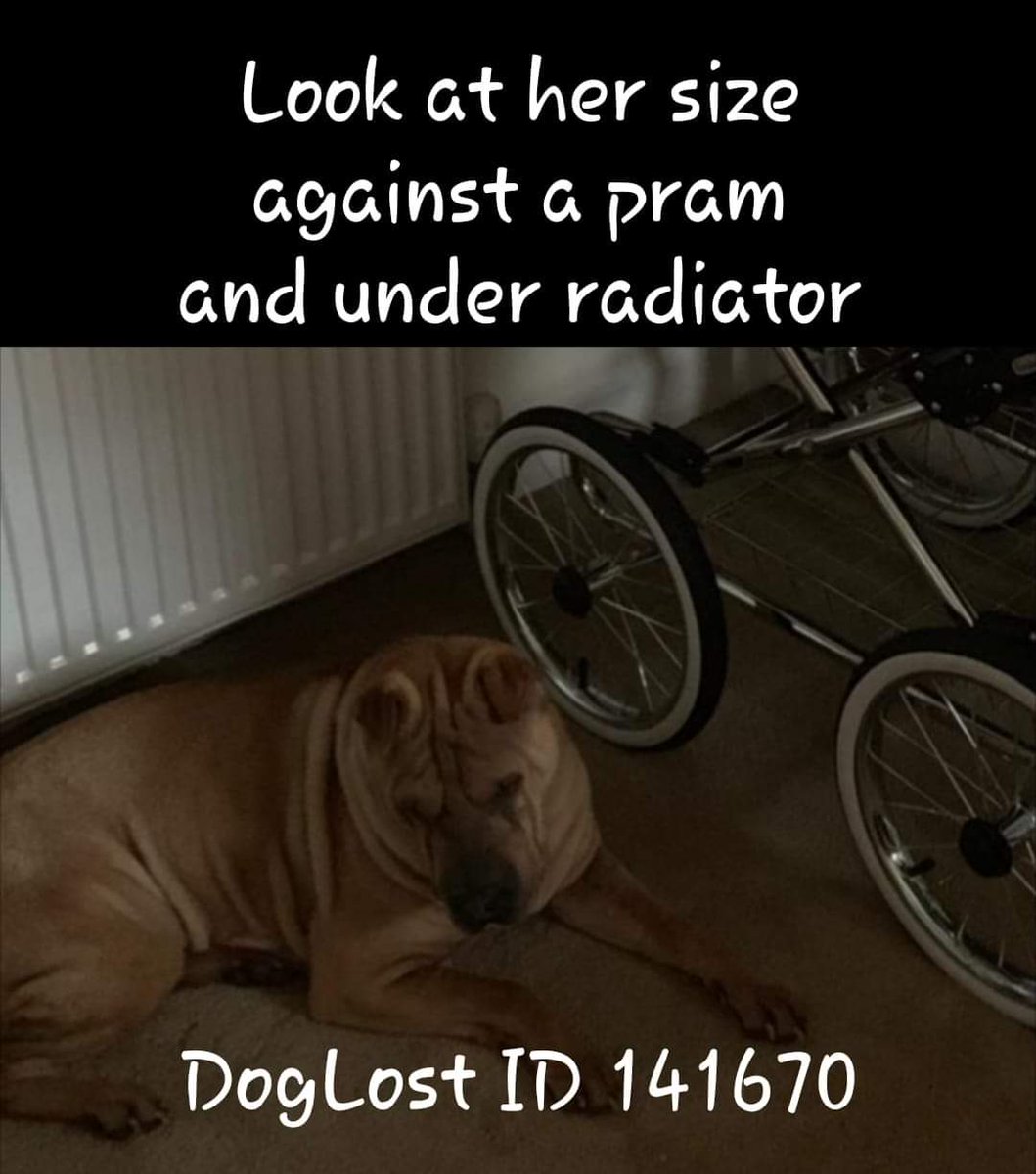 MissingPetsGB's tweet photo. Good people of β₯οΈ CARMARTHEN β₯οΈ we ask for your help please in our crusade to FIND NALA β₯οΈ
If you are aware of a head at knee height Shar Pei who has arrived in your area within the last 4 years please do get in touch in complete confidence.
bringnalahome@gmail.com https://t.co/KfT5IggYgY
