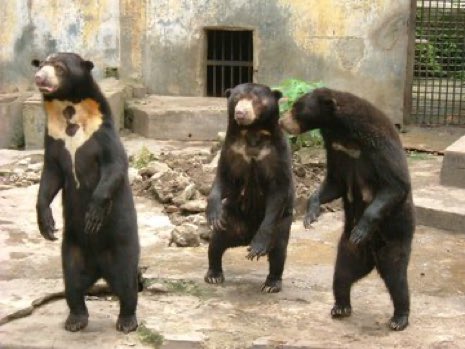 The Hangzhou Zoo bears have the energy of a stag do at 4am when the coke has worn off, the banter has died & they’re just desperate to have a small cry & go home