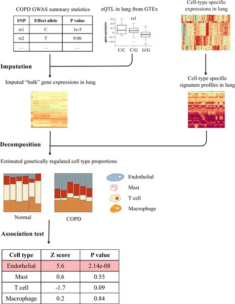 KaminskiMed's tweet photo. Finally out! #cWAS - A statistical framework that integrates GWAS/tramscripyomics to identify cell types whose genetically regulated proportions are disease associated - with IPF, COPD, Breast Cancer examples. Kudos Drs Liu, Deng, Zhao & collaborators!
https://t.co/4zqTmxqsB4 https://t.co/pCVYYrJR7U