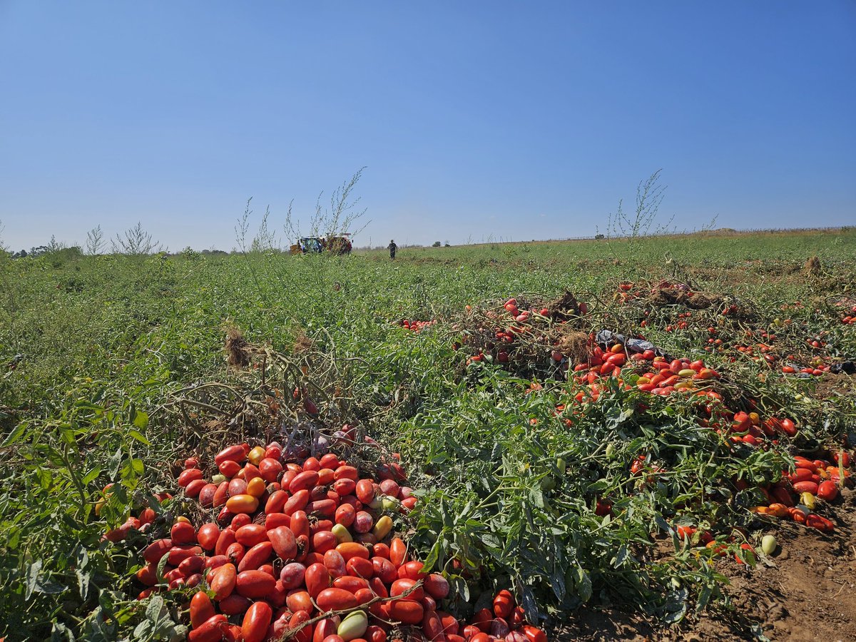 fai_cisl's tweet photo. La giornata pugliese del SG @OnofrioRota e delegazione @FaiCislPuglia e @FaiLecce si sposta a Corigliano d'Otranto, in un'azienda di raccolta del pomodoro altamente meccanizzata. Qui lavorano operai specializzati che alternano l'utilizzo di macchinari alla raccolta tradizionale. https://t.co/9PgUTjNiTy