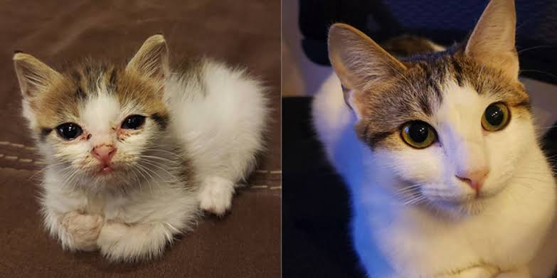 Tiofelino's tweet photo. Presume al gatito que tú hayas rescatado 🐱 #RescataGatitos https://t.co/k8EU0LYTBL