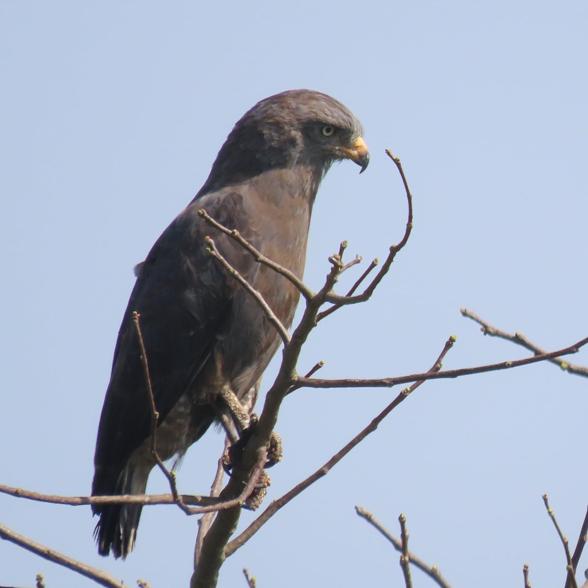 MatthewBirder's tweet photo. Banded snake eagle. Recent twitching trip in Uganda. https://t.co/NToknkpjFc