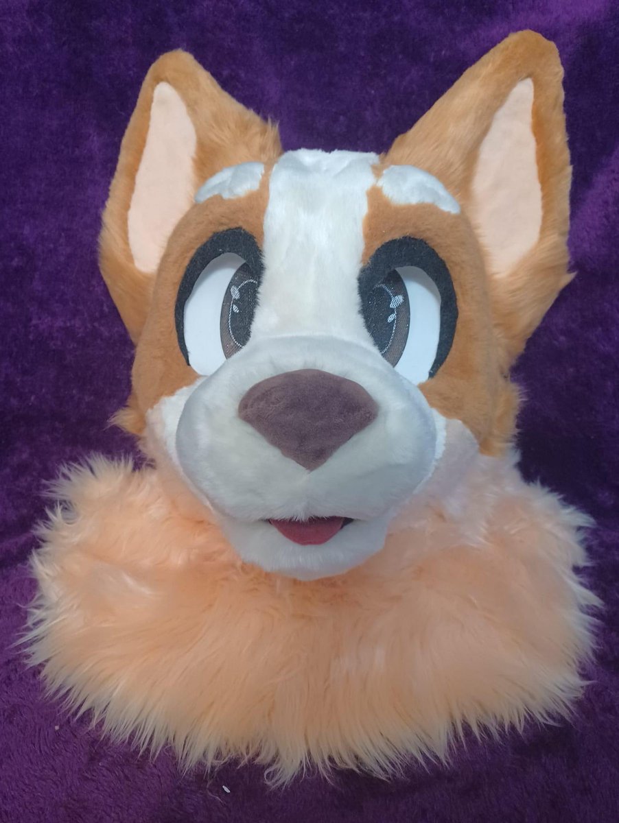 ThatBingoHeeler's tweet photo. Hooray!! Hello, im Bingo Heeler! 
Im so happy to be Bingo at cons soon! 
Share this around if you like Bingo and Bluey! I want people to know im here now! 🥺 🧡✨ 
#bluey #furry https://t.co/Ex6coTxHDR