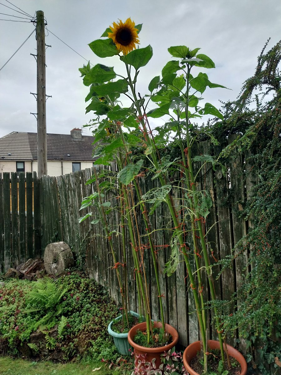 Sunflower update, despite the rain flowers now appearing, sorry to have lost one due to high winds. @stmarysmwell