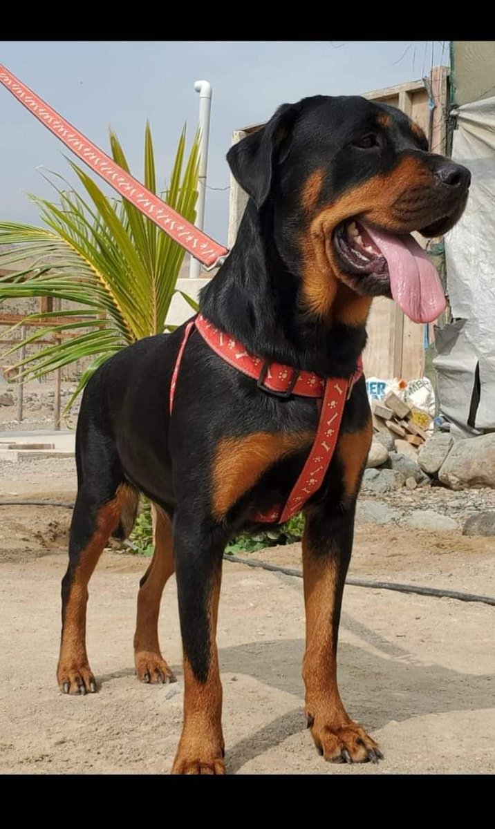 rottweiler987's tweet photo. https://t.co/LrXWNjINbJ