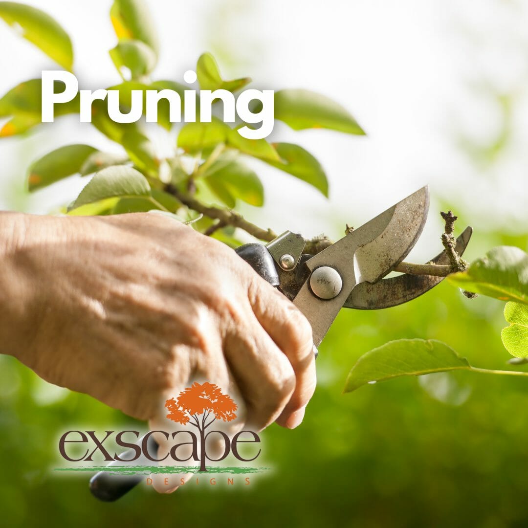 ExscapeDesigns's tweet photo. Prune away the old and make room for new growth! Our experienced team at Exscape Designs will help you trim your landscape to perfection, ensuring it stays healthy and beautiful throughout the summer. #PruningSeason #LandscapeLove https://t.co/Jbf22u7Jus https://t.co/Mtm51cyUJo