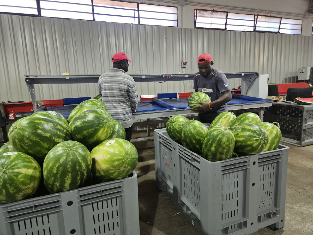 fai_cisl's tweet photo. #1agosto, #lavoro in #agricoltura, il confronto con le aziende agricole del territorio #pugliese si conclude con una realtà d'eccellenza nella produzione di #anguria. Qui la stagione di raccolta è quasi conclusa e ha dato lavoro a circa 15 giovani, prevalentemente nord africani. https://t.co/VuIoAs2Ofl