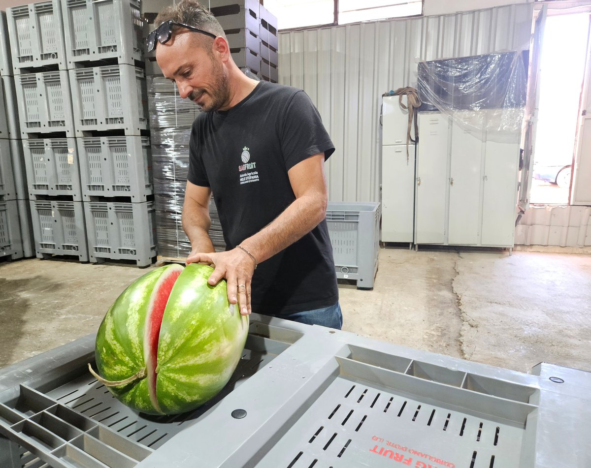 fai_cisl's tweet photo. #1agosto, #lavoro in #agricoltura, il confronto con le aziende agricole del territorio #pugliese si conclude con una realtà d'eccellenza nella produzione di #anguria. Qui la stagione di raccolta è quasi conclusa e ha dato lavoro a circa 15 giovani, prevalentemente nord africani. https://t.co/VuIoAs2Ofl