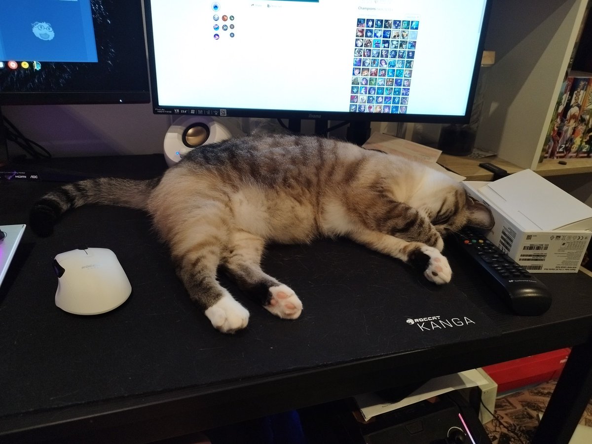 HRBDragibus's tweet photo. @tontonyams Luna, toujours là pour bloquer ma souris.. https://t.co/tvIwYq4qlB