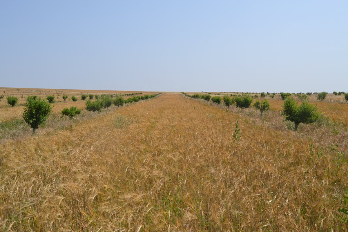 agroforadapt's tweet photo. ✅ Realizamos en la parcela de La Sola Agroecológica (#Palencia) mediciones sobre el cultivo de cebada, previas a su cosecha. 

🌳Se trata de una de las parcelas de seguimiento intensivo del proyecto del LIFE #AgroForAdapt👇 https://t.co/lqOFacz2dm