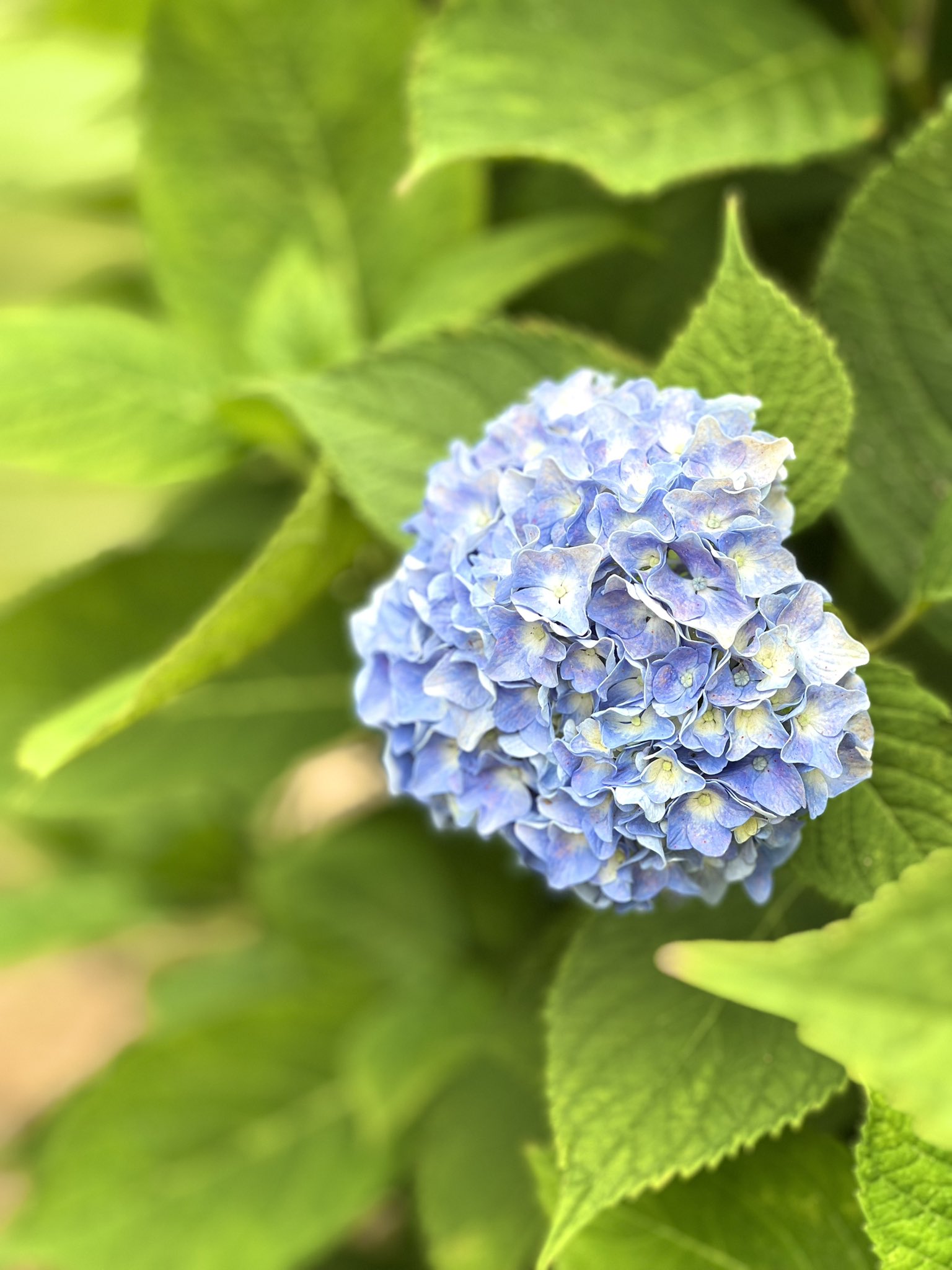 7月の花 - Search / X