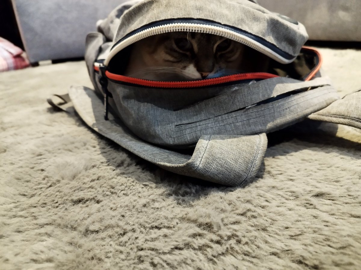 HRBDragibus's tweet photo. @tontonyams Luna, toujours là pour bloquer ma souris.. https://t.co/tvIwYq4qlB