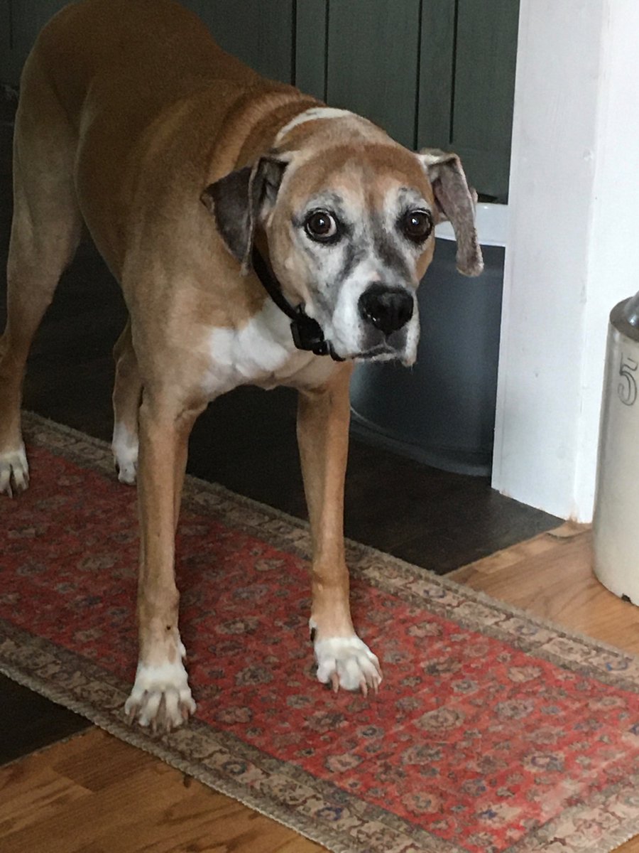 Oldncgal's tweet photo. Itโs our birthday! Itโs Dogust 1! We are 11 and have been with our humom for 10 years. Wow time flies! #dogsoftwitter #birthdaydogs https://t.co/g5106hVCEM